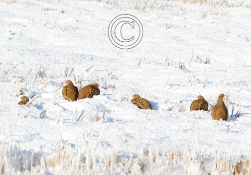 Covey of Grey Partridges in the Snow